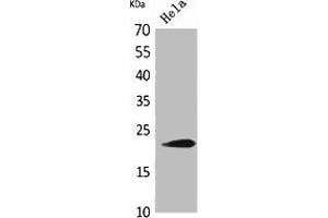 Western Blot analysis of HeLa cells using IFN- Polyclonal Antibody. (IFNW1 anticorps  (C-Term))