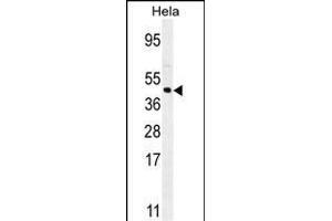 FOXL2 Antibody (N-term) (ABIN654125 and ABIN2844000) western blot analysis in Hela cell line lysates (35 μg/lane). (FOXL2 anticorps  (N-Term))
