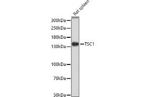 Western blot analysis of extracts of Rat spleen, using TSC1 antibody (ABIN6133755, ABIN6149609, ABIN6149610 and ABIN6213968) at 1:1000 dilution. (TSC1 anticorps  (AA 550-650))