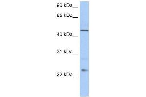 TMCO1 antibody used at 1 ug/ml to detect target protein. (TMCO1 anticorps  (C-Term))