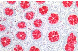 anti-Fc Fragment of IgG Binding Protein (FCGBP) (AA 5176-5344) antibody