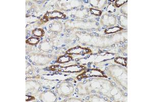 Immunohistochemistry of paraffin-embedded rat kidney using BCAP29 antibody (ABIN5973749) at dilution of 1/100 (40x lens). (BCAP29 anticorps)