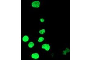 Anti-HOXC11 mouse monoclonal antibody (ABIN2454340) immunofluorescent staining of COS7 cells transiently transfected by pCMV6-ENTRY HOXC11 (RC201475). (HOXC11 anticorps  (AA 1-304))