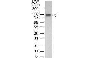 Western Blotting (WB) image for anti-Ligase I, DNA, ATP-Dependent (LIG1) (AA 51-68) antibody (ABIN232932) (LIG1 anticorps  (AA 51-68))