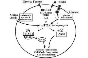 Image no. 2 for anti-Mechanistic Target of Rapamycin (serine/threonine Kinase) (mTOR) (pSer2448) antibody (ABIN107657)