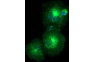 Anti-LMAN1 mouse monoclonal antibody (ABIN2453990) immunofluorescent staining of COS7 cells transiently transfected by pCMV6-ENTRY LMAN1 (RC207088). (LMAN1 anticorps)