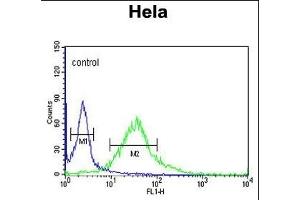 FMOD Antibody (C-term) (ABIN653190 and ABIN2842740) flow cytometric analysis of Hela cells (right histogram) compared to a negative control cell (left histogram). (Fibromodulin anticorps  (C-Term))