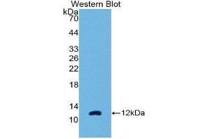 Western Blotting (WB) image for anti-Chemokine (C-C Motif) Ligand 7 (CCL7) (AA 24-97) antibody (ABIN1869125) (CCL7 anticorps  (AA 24-97))