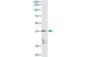 Immunoprecipitation of NKX2-5 transfected lysate using anti-NKX2-5 monoclonal antibody and Protein A Magnetic Bead , and immunoblotted with NKX2-5 MaxPab rabbit polyclonal antibody.