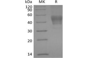 Western Blotting (WB) image for CD24 Molecule (CD24) (Active) protein (mFc Tag) (ABIN7319853)