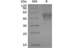 Western Blotting (WB) image for CD24 Molecule (CD24) (Active) protein (mFc Tag) (ABIN7319853) (CD24 Protein (mFc Tag))