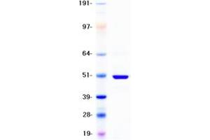 Validation with Western Blot