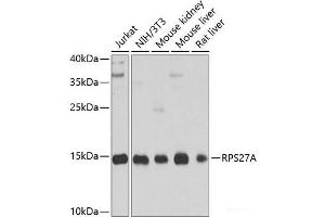 Western blot analysis of extracts of various cell lines using RPS27A Polyclonal Antibody at dilution of 1:1000.
