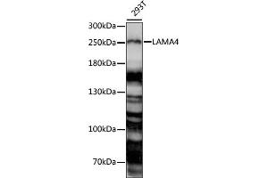 Western blot analysis of extracts of 293T cells, using L antibody (ABIN7268183) at 1:1000 dilution. (LAMa4 anticorps  (AA 1-100))