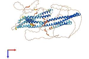 AlphaFold protein structure predicition of Human Recombinant DISC1 Protein, UniprotID Q9NRI5