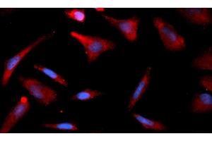 Immunofluorescence (IF) image for anti-CNDP Dipeptidase 2 (Metallopeptidase M20 Family) (CNDP2) (AA 1-475) antibody (APC) (ABIN5565179) (CNDP2 anticorps  (AA 1-475) (APC))
