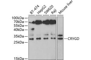 Western blot analysis of extracts of various cell lines, using CRYGD antibody (ABIN6128995, ABIN6139081, ABIN6139082 and ABIN6221410) at 1:1000 dilution.