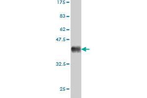 Western Blot detection against Immunogen (36. (CSF1R anticorps  (AA 21-120))
