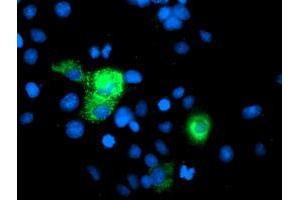 Anti-PGAM2 mouse monoclonal antibody (ABIN2454962) immunofluorescent staining of COS7 cells transiently transfected by pCMV6-ENTRY PGAM2 (RC200701). (PGAM2 anticorps)