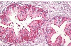 Anti-TNFSF12 / TWEAK antibody IHC staining of human prostate. (TWEAK anticorps  (AA 41-90))