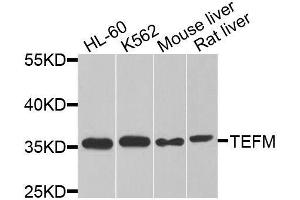 Western blot analysis of extracts of various cell lines, using TEFM antibody. (TEFM anticorps  (AA 36-210))