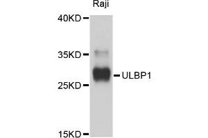 Western blot analysis of extracts of Raji cells, using ULBP1 antibody. (ULBP1 anticorps)