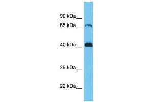 Western Blotting (WB) image for anti-Secretion Regulating Guanine Nucleotide Exchange Factor (SERGEF) (C-Term) antibody (ABIN2791907) (SERGEF anticorps  (C-Term))