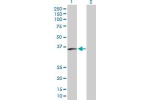 Western Blot analysis of SLC25A40 expression in transfected 293T cell line by SLC25A40 MaxPab polyclonal antibody. (SLC25A40 anticorps  (AA 1-338))