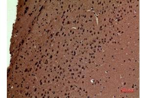 Immunohistochemistry (IHC) analysis of paraffin-embedded Mouse Brain, antibody was diluted at 1:100. (POLR3G anticorps  (Internal Region))