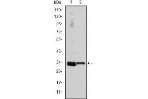Western Blotting (WB) image for anti-Cyclin D3 (CCND3) antibody (ABIN1845423) (Cyclin D3 anticorps)
