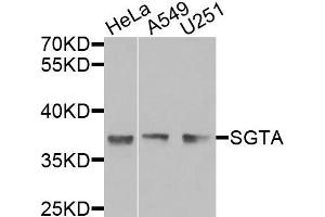 Western blot analysis of extracts of various cells, using SGTA antibody. (SGTA anticorps)
