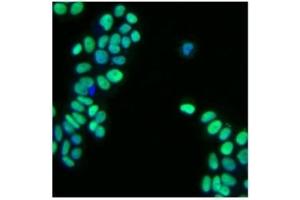 Immunofluorescence (IF) image for anti-GATA Binding Protein 3 (GATA3) antibody (ABIN967621)