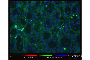 Image no. 1 for anti-Cadherin 11 (CDH11) antibody (ABIN335403)