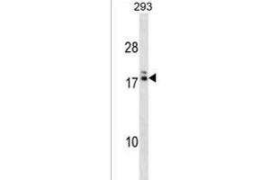 HIATL2 Antibody (N-term) (ABIN1538895 and ABIN2838153) western blot analysis in 293 cell line lysates (35 μg/lane). (HIATL2 anticorps  (N-Term))