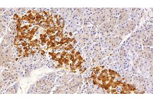 Detection of CLU in Human Pancreas Tissue using Polyclonal Antibody to Clusterin (CLU)
