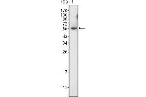 Western blot analysis using ETV4 mouse mAb against K562 cell lysate (1).