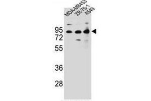 CTTNBP2NL Antibody (N-term) western blot analysis in MDA-MB453,ZR-75-1,A549 cell line lysates (35µg/lane). (CTTNBP2NL anticorps  (N-Term))