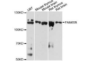 Western blot analysis of extracts of various cell lines, using FAM65B antibody (ABIN5996577) at 1:3000 dilution. (FAM65B anticorps)