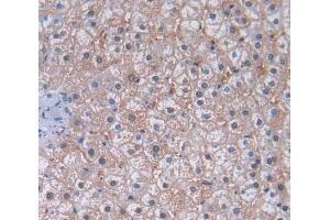 IHC-P analysis of Human Tissue, with DAB staining. (APLP2 anticorps  (AA 1-210))
