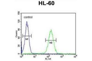 Flow cytometric analysis of HL-60 cells (right histogram) compared to a negative control cell (left histogram) using NOS1AP  Antibody , followed by FITC-conjugated goat-anti-rabbit secondary antibodies. (NOS1AP anticorps  (Middle Region))