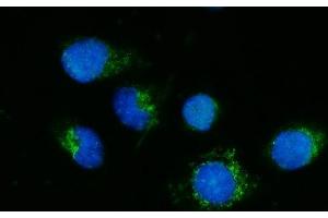 IF analysis of DPH5 using anti-DPH5 antibody (ABIN7599711).