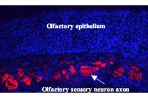 Immunohistochemistry of mouse olfactory neurons. (NCAM2 anticorps  (AA 442-685))