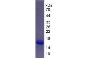 SDS-PAGE of Protein Standard from the Kit  (Highly purified E.