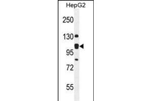 Antibody (C-term) (ABIN654184 and ABIN2844036) western blot analysis in HepG2 cell line lysates (35 μg/lane).