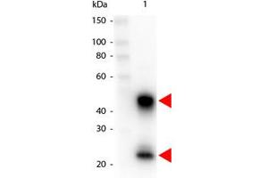 Image no. 1 for Goat anti-Mouse IgG (Whole Molecule) antibody (HRP) (ABIN300626) (Chèvre anti-Souris IgG (Whole Molecule) Anticorps (HRP))