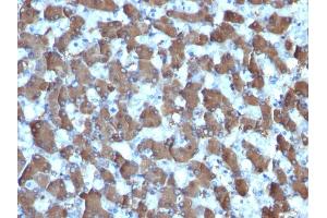 Formalin-fixed, paraffin-embedded human Liver stained with HepPar-1 Mouse Monoclonal Antibody (HepPar1). (Hepatocyte Specific Antigen anticorps)