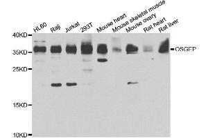 Western blot analysis of extracts of various cell lines, using OSGEP antibody. (OSGEP anticorps)