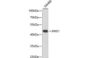 Western blot analysis of extracts of SW480 cells, using IFRD1 antibody (ABIN6129278, ABIN6142214, ABIN6142216 and ABIN6217268) at 1:1000 dilution. (IFRD1 anticorps  (AA 1-240))