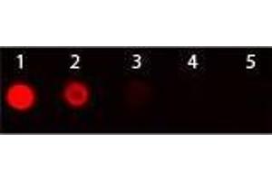 Dot Blot of Goat anti-Armenian Hamster IgG Antibody Texas Red Conjugated.
