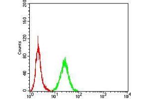 Flow cytometric analysis of HeLa cells using NOS1 mouse mAb (green) and negative control (red).
